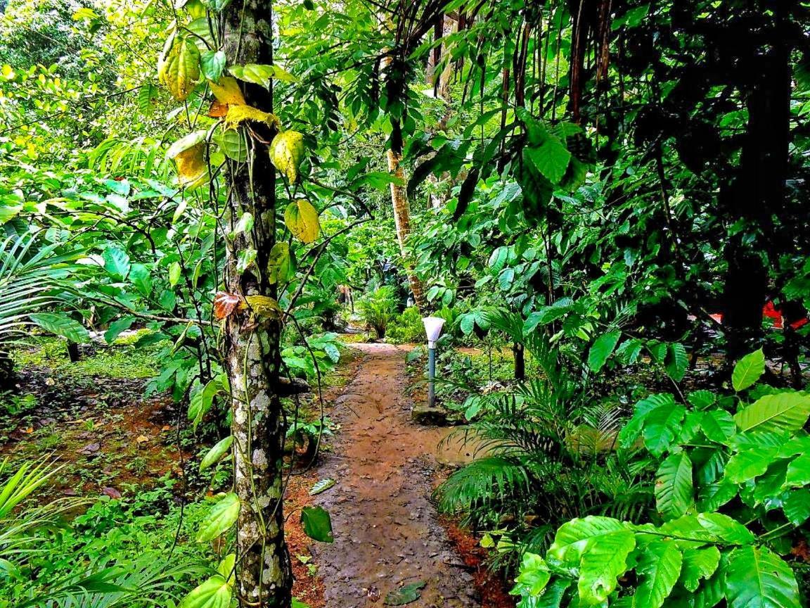 Wooden Cottages Glen Wayanad Meppadi Екстер'єр фото