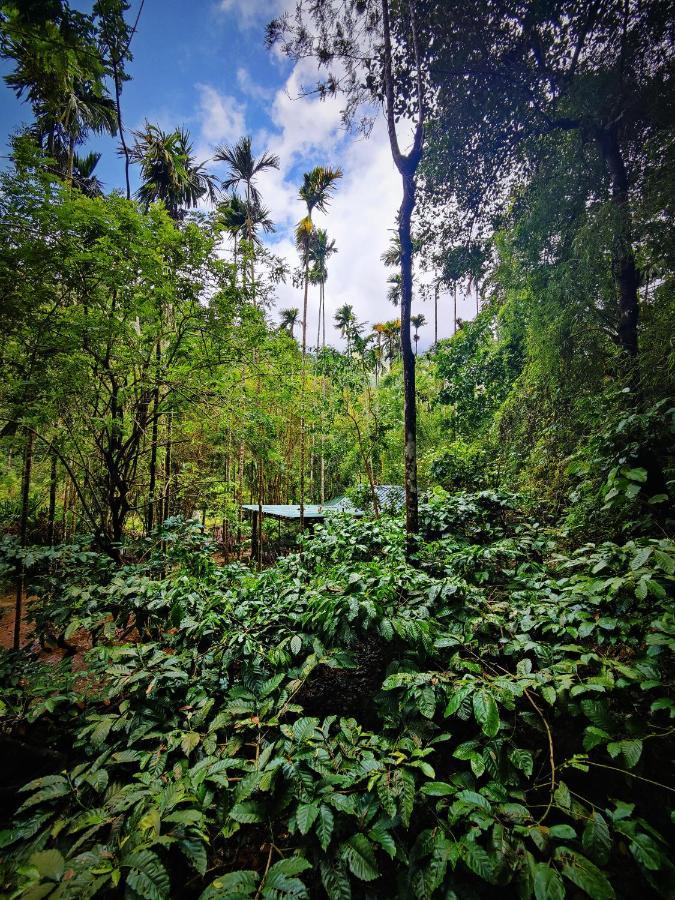Wooden Cottages Glen Wayanad Meppadi Екстер'єр фото
