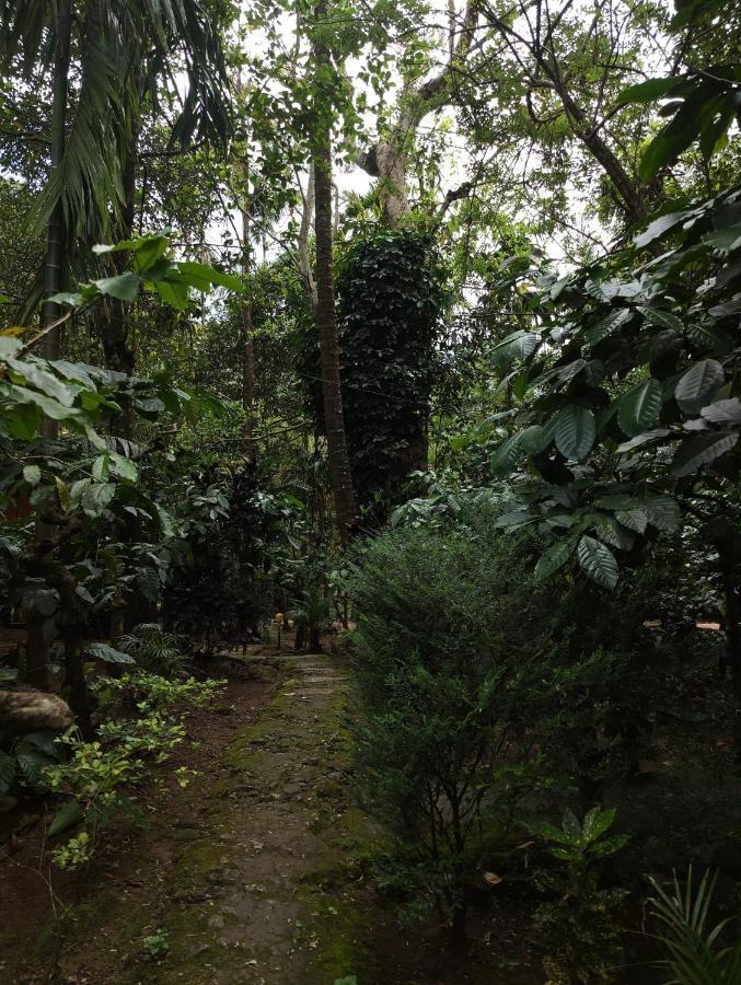 Wooden Cottages Glen Wayanad Meppadi Екстер'єр фото